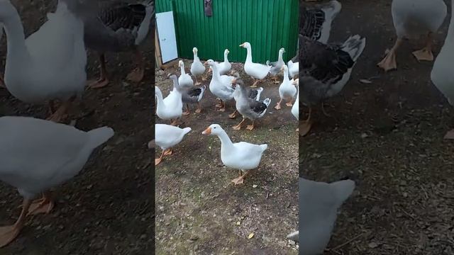 Кошка и гуси.