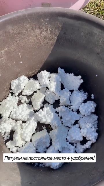 Высадила петунии на постоянное место + обязательно удобрение!