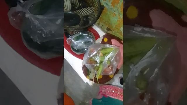 Papaya, Talasha, Lichi, Watermelon, Chicken Longe Video 🍉🍓😍