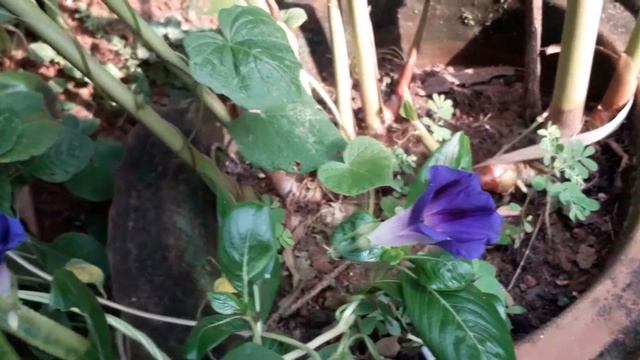 BEAUTIFULL ROYAL MORNING GLORY