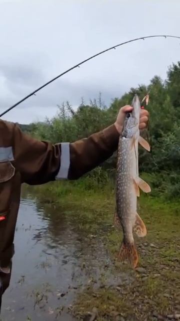 Муж иногда рыбак 🎣  в свободное от работы время.