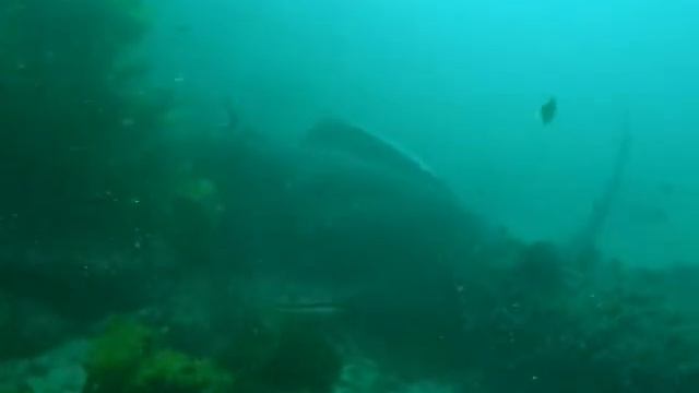 Kernel Steps - Bull Ray