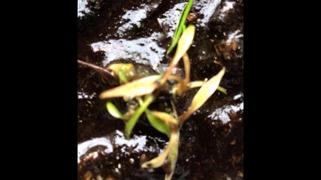 Cryptocoryne weditii brown 1 month time lapse