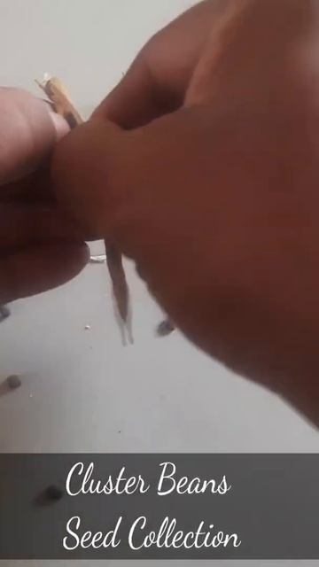 cluster beans seeds collection