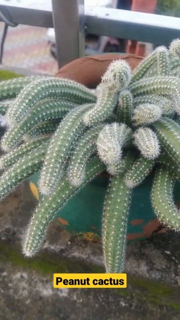 #peanutcactus #shorts #cactus #gardeningtips #gardening #succlents