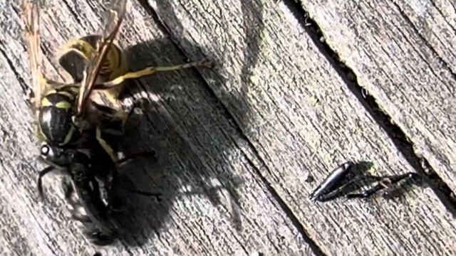 Оса жрет муху, wasp eats a fly