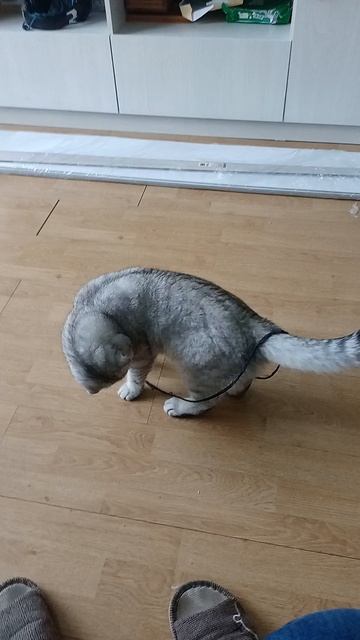 любимая игрушка кота