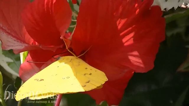 Eurema grass yellow butterflies (Pieridae) - borboleta amarela