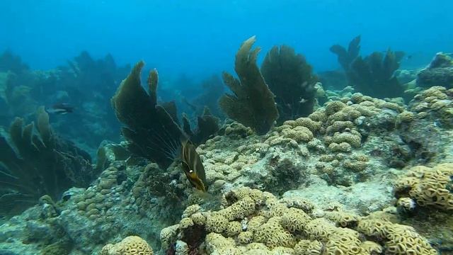 Spend 2 Minutes With the Orange Spotted Filefish!