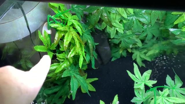 Plants in a Goldfish Tank. Goldfish Update.