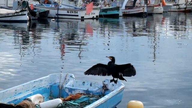 Cormorant at Vieux Port, Cannes.