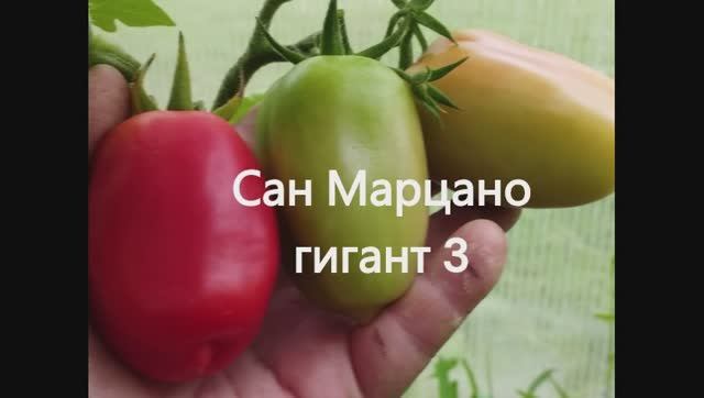 Каталог томатов 2024 год. Часть 12. Проверенные сорта. г. Киров