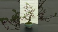 Bonsai Callicarpa HH6960 www.henhbonsai.nl