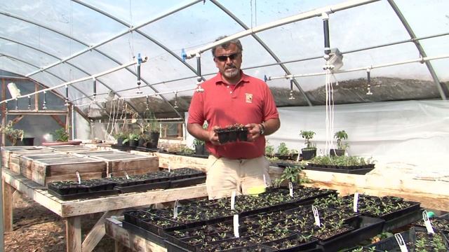 How to Grow a Better Bush Tomato : Organic Gardening for Real