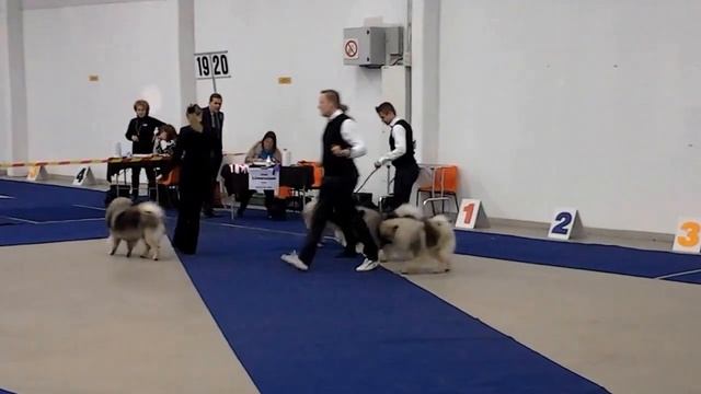 Turku KV 18.1.14 BIS2 kasvattaja, Keeshond, kennel Eerondaali