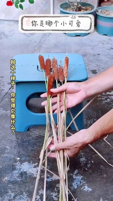 #植物香蒲水蜡烛🕯#草药#全民学中药 1679245138 9954636