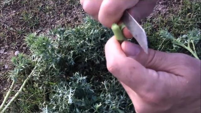 Doğada Yenebilen Boğa Dikeni Özellikleri Faydaları