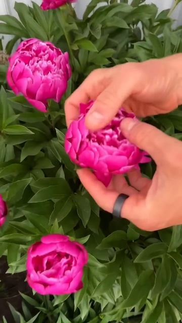Why I love herbaceous peonies #shorts