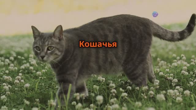 Рассказ о котике, который ушел из дома (искусственный интеллект)