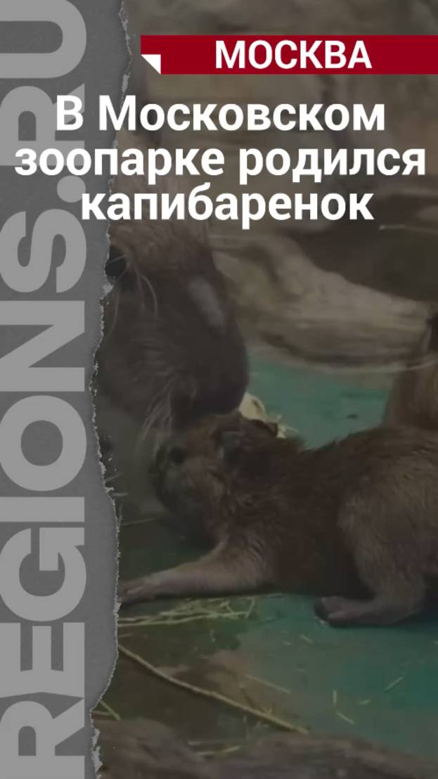 В Московском зоопарке появился на свет капибаренок