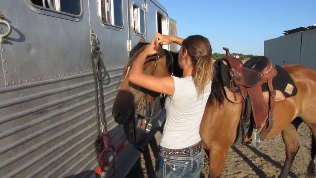 Valley View Ranch - Nip - bridle