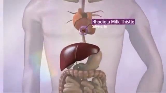 Atomy Rhodiola Milkthistle