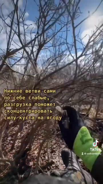 Обрезка голубики на питомнике. Весна 2023