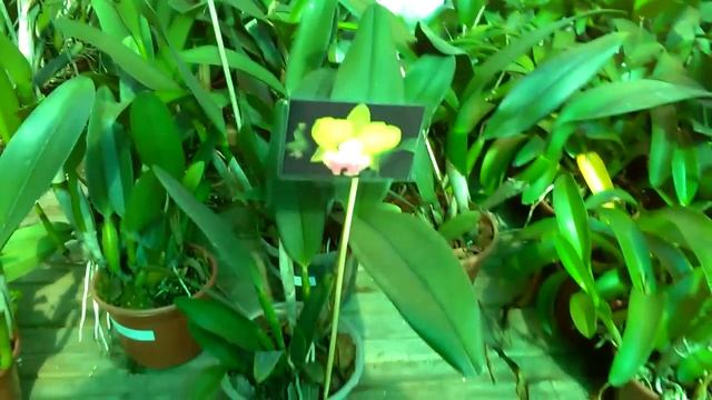 Descontasso! Orquídea Blc crowfield mendenhall - Orquideas e afins