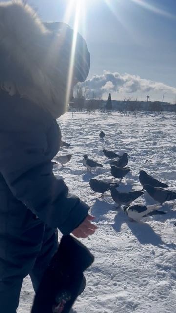 Володя гоняет голубей . Ерофей Арена