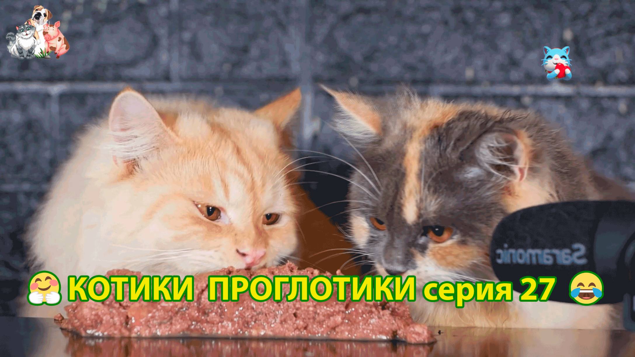 Котики-проглотики растут будущие птицеводы 🐈🐈⬛😹 эпизод (27)