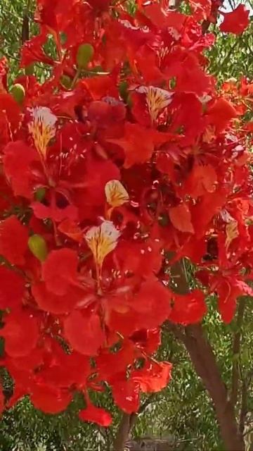 Gulmohar/गुलमोहर/Flame Tree/Beauty of Nature🥀🌿🌳