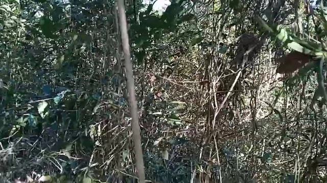 Salvei lindas ionopsis , mais uma missão cumprida !