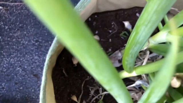 Green Onions, Garlic and Annual Flowers in Pots