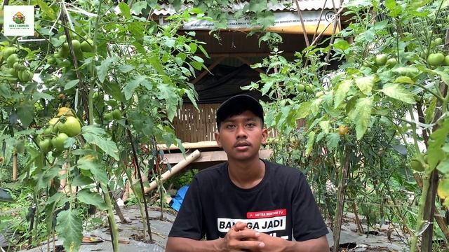 Part 2 Cek video ini sebelum kalian ingin menanam tomat servo di musim hujan‼️ #petani #fyp #viral