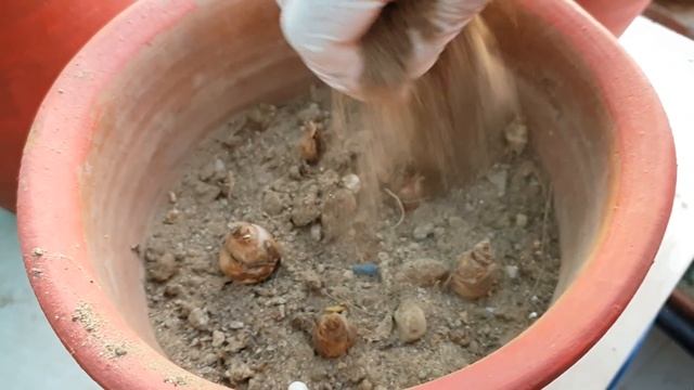 How to Grow Rajnigandha / Tuberose Bulbs || Easy Way to Grow Rajnigandha/ Tuberose || Fun Gardening