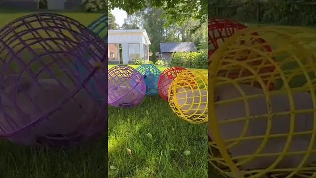 Забота о курочках превыше всего.