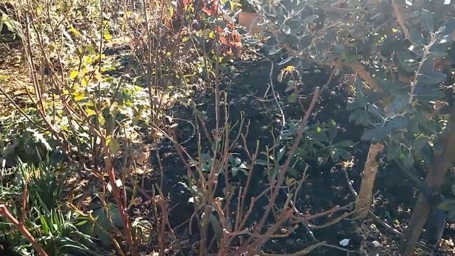 Garden in June with me: transplanting  peony tree, potting up Ebony Spell roses and rose cuttings.