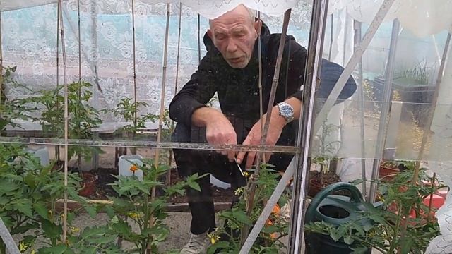 Comfrey ~ Tomato Feeding Tips with the Wise Old Elf & Guru M!!!