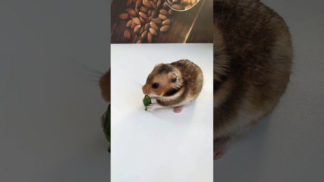 Хомяк ест перец (болгарский). 仓鼠吃辣椒。Hamster eating a pepper. 햄스터 고추를 먹고.