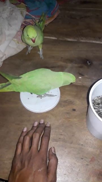 My cute baby parrot eating sunflower seeds #talkingparrot #sunflowers #shorts #pets