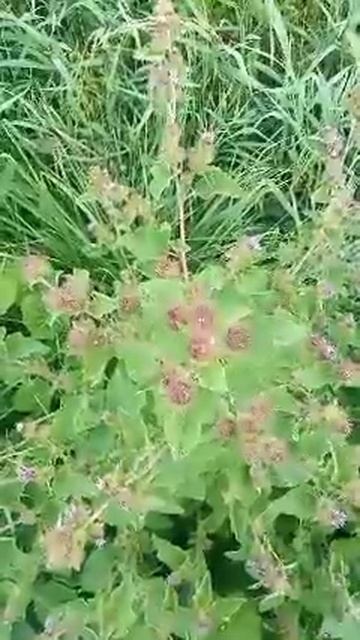 What is edible here? thistle part 3