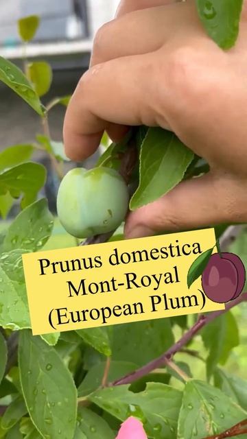My beautiful Prunus domestica Mont-Royal tree (european plum) fruit #shorts