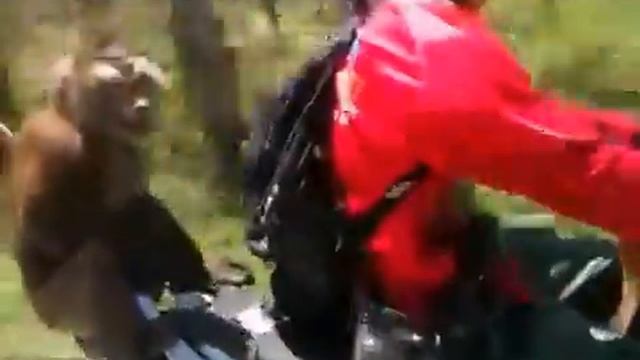 Поехали в лес за орехами