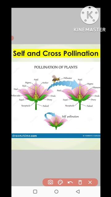 Self pollination and Cross pollination| Types of pollination