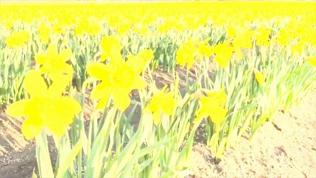 Daffodil Farms in Skagit Valley