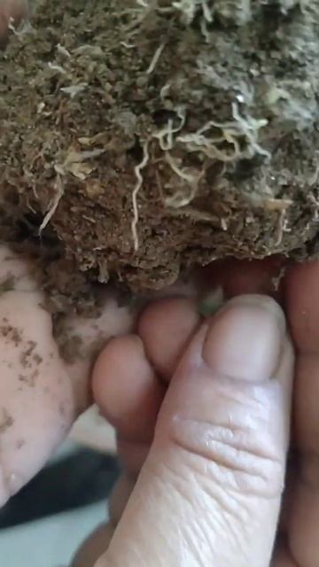 how to grow polka dot plant from cutting #shorts #yt #gardening #youtubeshorts #explore