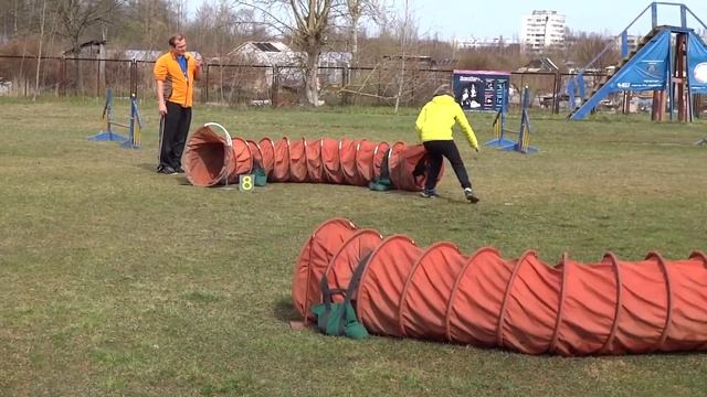 Невский Цербер Грейн Монтегю. 15 мес. 2015.05.01. На соревнованиях по аджилити.