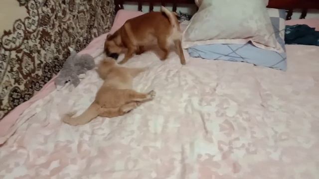 Мия играет с Микой или наоборот. Кошка и собачка балуются на кровати.