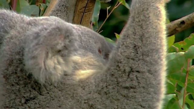 The INCREDIBLE Journey of the Koala Bear!