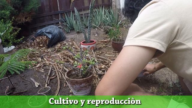 Mantenimiento y reproducción de la corona de Cristo